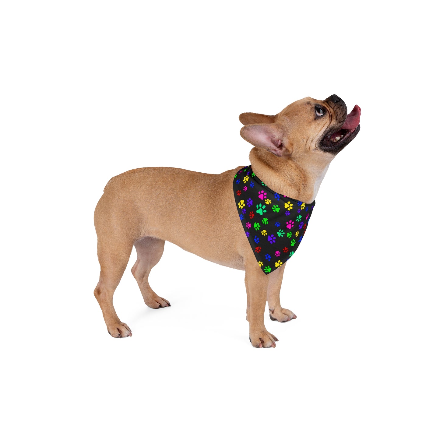 This is the 27" x 13" Paws on Paws Pet Bandana. This shows bandana worn by a tan pug's side profile looking up to the right. The pug is against a white background. The design shows a triangle shape with different sized color paws on the design. The colors are yellow, green red, blue and purple on a black background.