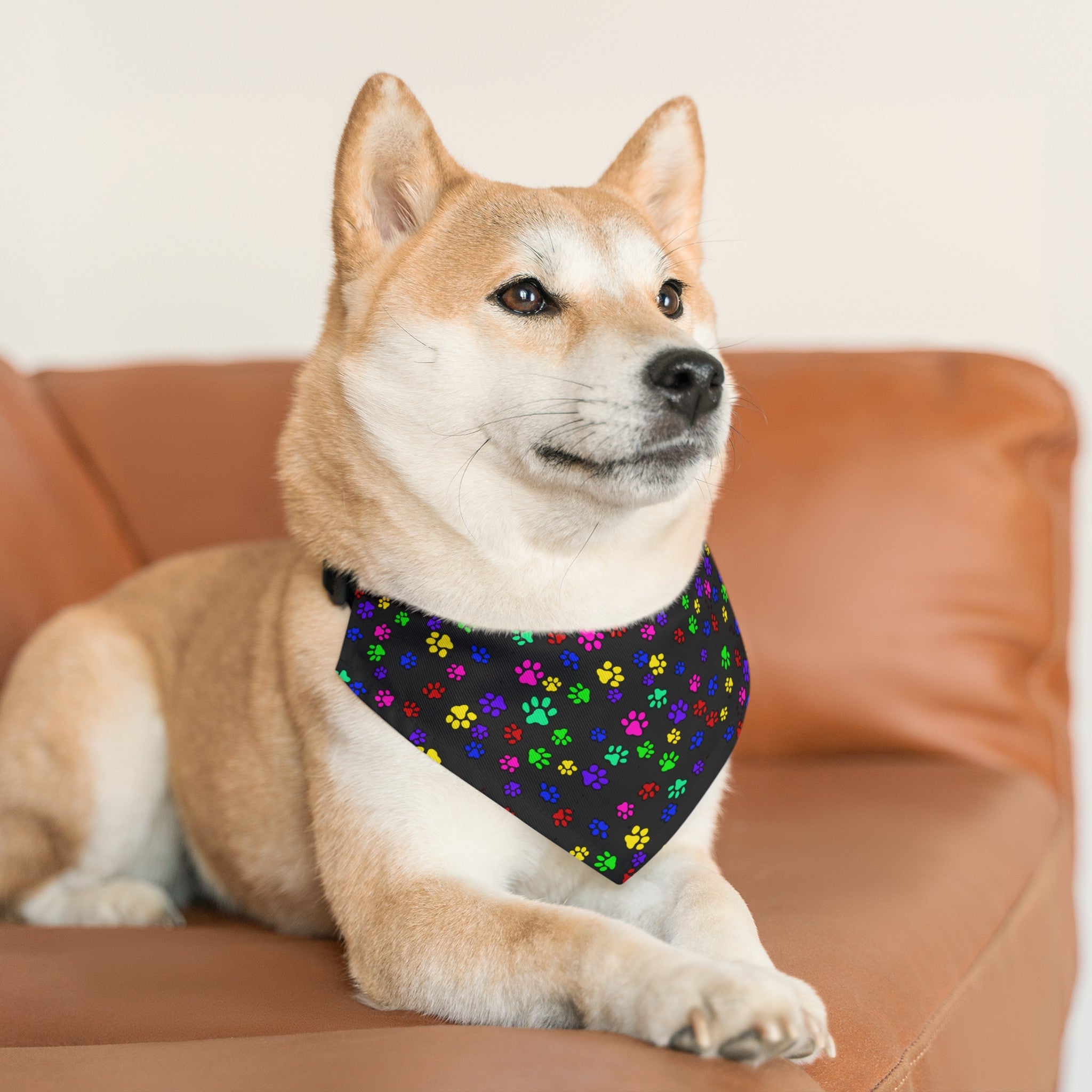 A cute sandy, and white mix shiba inu seriously peers into the distance, wearing the Paws On Paws pet bandana collar by Lee Hansheng Studios Made for Adopt Eve's Dogs. The bandana showcases a vibrant pattern of purple, yellow, blue, red, green, and aqua paw prints on a sleek black background. Shiba inu is laying on a brown leather sofa with white walls in background.